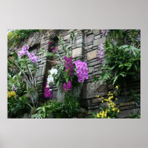 Wall of Orchids Poster