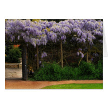 Wall of Wisteria Cards
