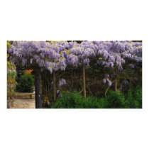 Wall of Wisteria photo cards by anthonyhedger Wall of Wisteria photo cards