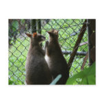 Wallabies Post Card