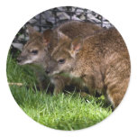 Wallabies Stickers
