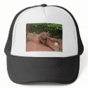 Wallaby hats by Furgal Wallaby hats