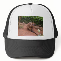 Wallaby hats