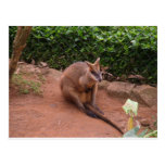 Wallaby Postcard