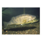 Walleye in Tank Print print