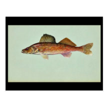 Walleye Post Card