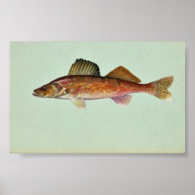 Walleye Print