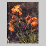 Wallflower Wildflower postcards