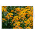 Wallflowers cards by codfishlady Wallflowers cards