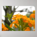 Wallflowers debajo del roble viejo poster
