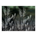 Wallflowers posters by dduhaime55 Wallflowers posters