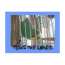 Wallis the Budgie! Postcard