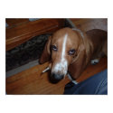 Wally, the Bassett posters by rgrimes Wally, the Bassett posters