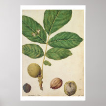 Walnut, c.1568 (w/c on paper) poster