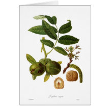 Walnut (Juglans regia) Cards