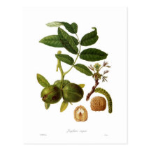 Walnut Postcards