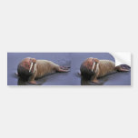 Walrus at Togiak National Wildlife Refuge Bumper Sticker