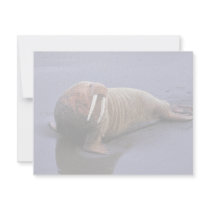 Walrus at Togiak National Wildlife Refuge Invitations