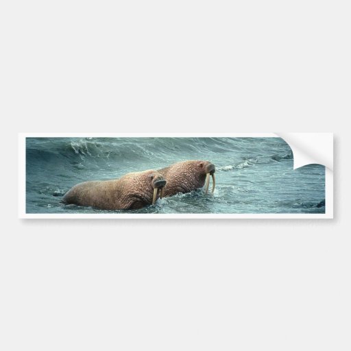 Walrus Bumper Stickers