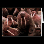 Walrus cards