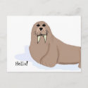 Walrus Cartoon Post Card