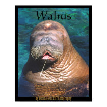Walrus Eyes Closed Poster posters