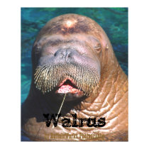 Walrus Eyes Closed Poster posters by buffaloworks Walrus Eyes Closed Poster posters