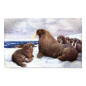Walrus - F.W. Kuhnert Portfolio posters by LisasLair Walrus - F.W. Kuhnert Portfolio posters