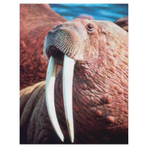 Walrus Custom Flyer