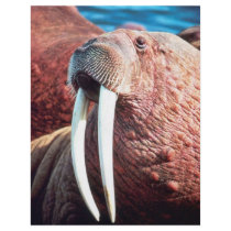 Walrus Full Color Flyer