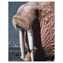 Walrus Custom Flyer