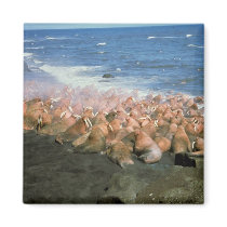 Walrus Herd at Haulout magnets