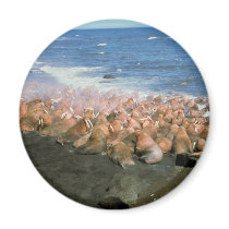 Walrus Herd at Haulout magnets