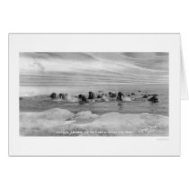 Walrus Herd, Bering Sea, Alaska 1909 cards