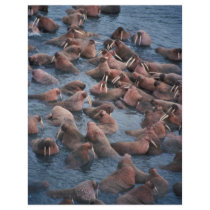 Walrus Herd Flyer