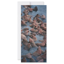 Walrus Herd Rack Cards