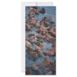 Walrus Herd Rack Cards
