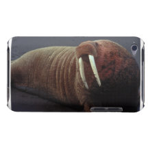 Walrus iTouch Case Case-Mate iPod Touch Case