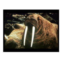 Walrus Male Post Card