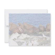 Walrus on Bering Sea Ice Custom Invitations