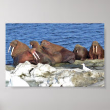 Walrus on Bering Sea Ice Print