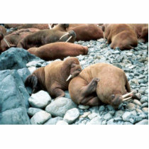 Walrus Pair photo sculptures