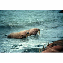 Walrus Pair photo sculptures