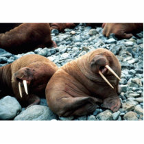 Walrus Pair photo sculptures
