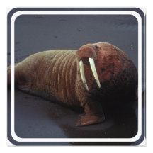 Walrus Photo Invitation