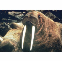 Walrus photo sculptures