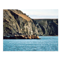 Walrus Post Card