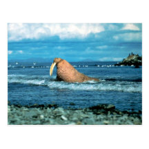 Walrus Post Card