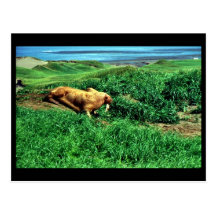 Walrus Post Card