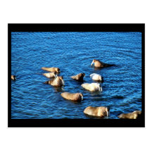 Walrus Post Card